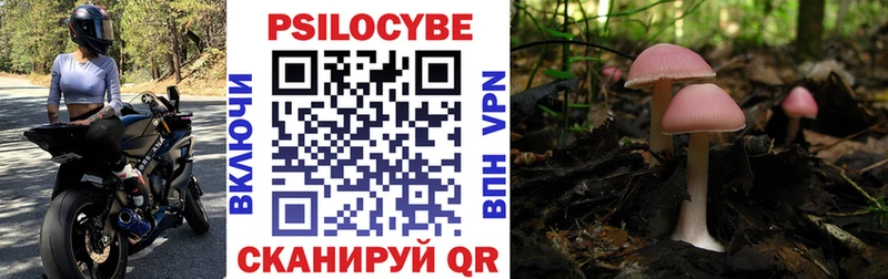 Псилоцибиновые грибы MAGIC MUSHROOMS  как найти   Трубчевск 
